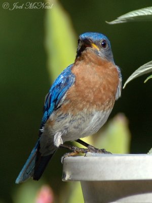 male Eastern Bluebird