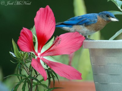 male Eastern Bluebird with Hibiscus coccineus