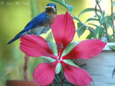 male Eastern Bluebird with <i>Hibiscus coccineus</i>