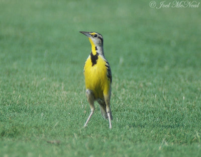 Eastern Meadowlark