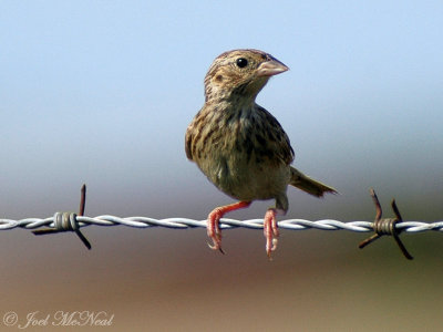 Grasshopper Sparrow