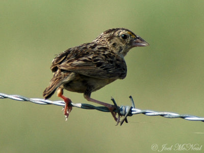 Grasshopper Sparrow