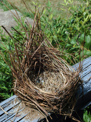 Eastern Bluebird nest