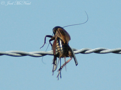 live cricket