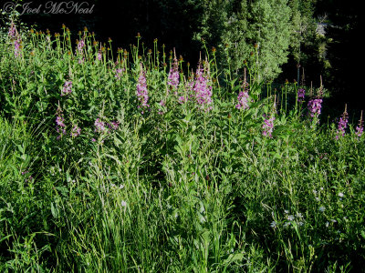 Fireweed with Western Coneflower: Rudbeckia occidentalis