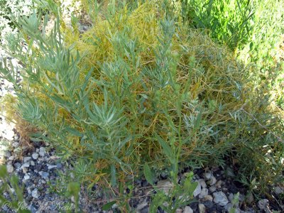 Dodder: Cuscuta approximata on Mugwort