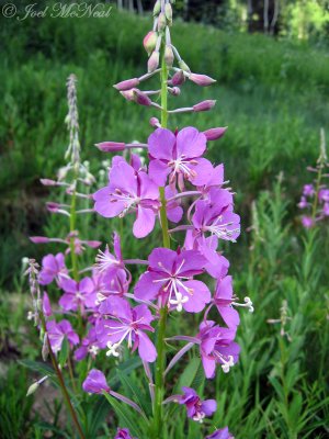 Fireweed: Epilobium angustifolium