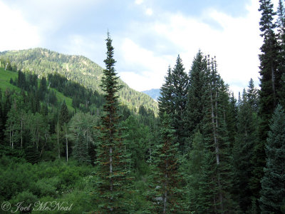 Firs and mountains