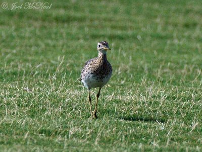 Upland Sandpiper