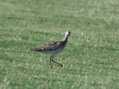 Upland Sandpiper