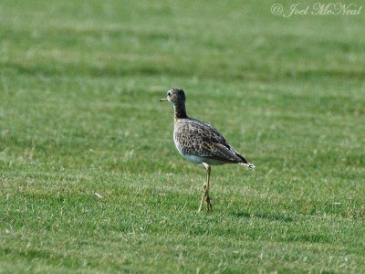 Upland Sandpiper