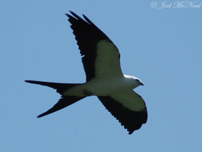 Swallow-tailed Kites: Aug 2009
