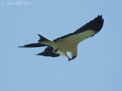 Swallow-tailed Kite dismantling a Junebug