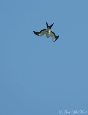 Swallow-tailed Kite diving