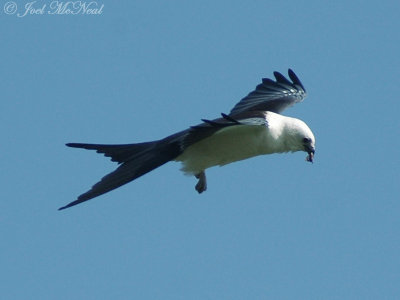 Swallow-tailed Kite eating a Junebug