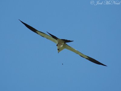 Swallow-tailed Kite chasing a Junebug