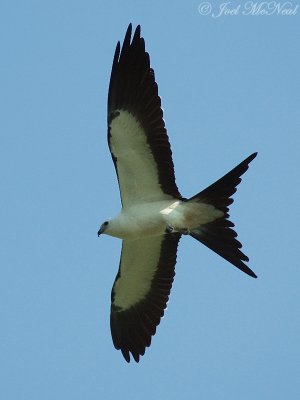 Swallow-tailed Kite