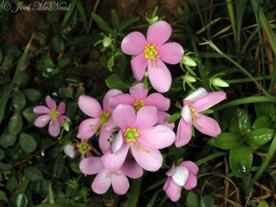 Common Rose-pink: Sabatia angularis