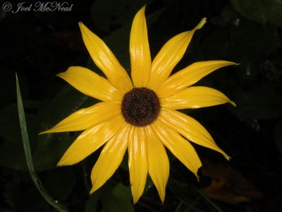 Black-eyed Susan: Rudbeckia fulgida