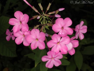 Tall Phlox: Phlox paniculata