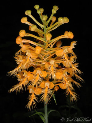 Yellow Fringed Orchid (etc.): August 2009