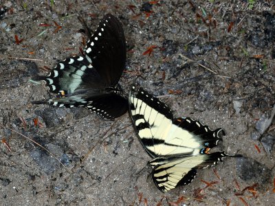 male Spicebush and Eastern Tiger Swallowtails puddling