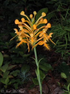 Yellow Fringed Orchid: Platanthera ciliaris