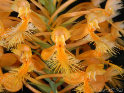 Yellow Fringed Orchid: Platanthera ciliaris