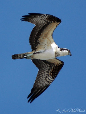 Osprey