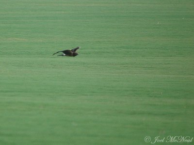 juv. Northern Harrier