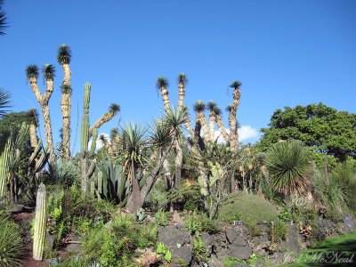 Jardn Botnico at UNAM