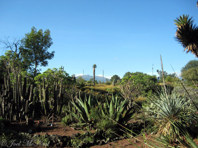 Jardn Botnico at UNAM