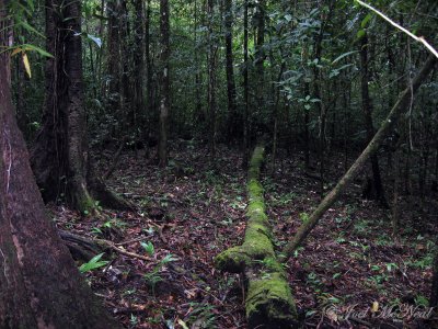 forest near Triuris brevistylis