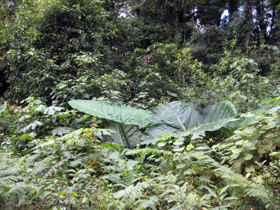 Roadside vegetation near <i>Triuris brevistylis</i> habitat