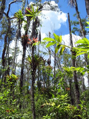 overstory of Lacandonia schismatica habitat