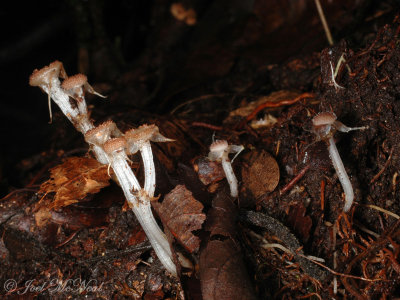 <i>Triuris brevistylis</i> females