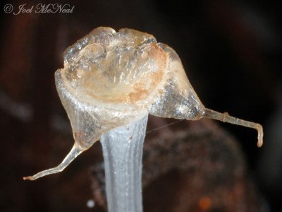 female Triuris brevistylis, most carpels dispersed