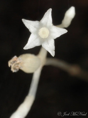 <i>Voyria parasitica</i>