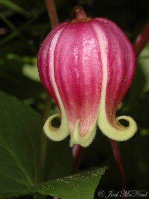 Leatherflower: Clematis viorna