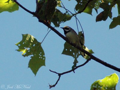 male Golden-winged Warbler