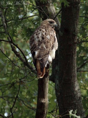 Red-tailed Hawk