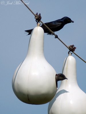 Purple Martins