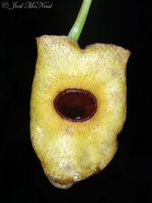 Dutchman's Pipe: Aristolochia macrophylla