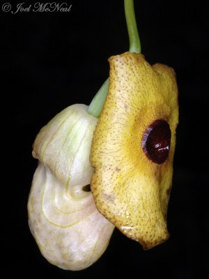 Dutchman's Pipe: Aristolochia macrophylla