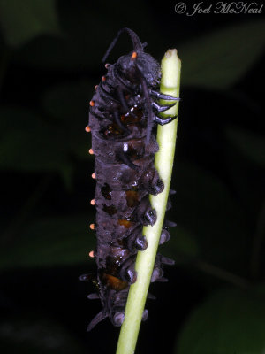 Pipevine Swallowtail caterpillar