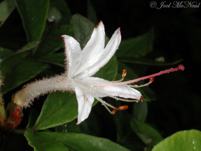 Smooth Azalea: Rhododendron arborescens