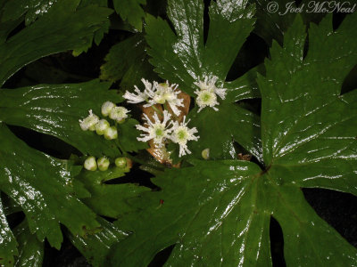 False Bugbane: Trautvetteria caroliniensis