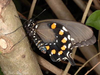 female Pipevine Swallowtail preparing for first flight