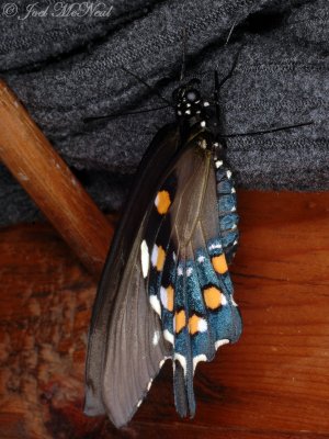 female Pipevine Swallowtail drying wings after emergence