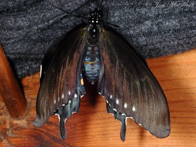 female Pipevine Swallowtail expanding wings after emergence